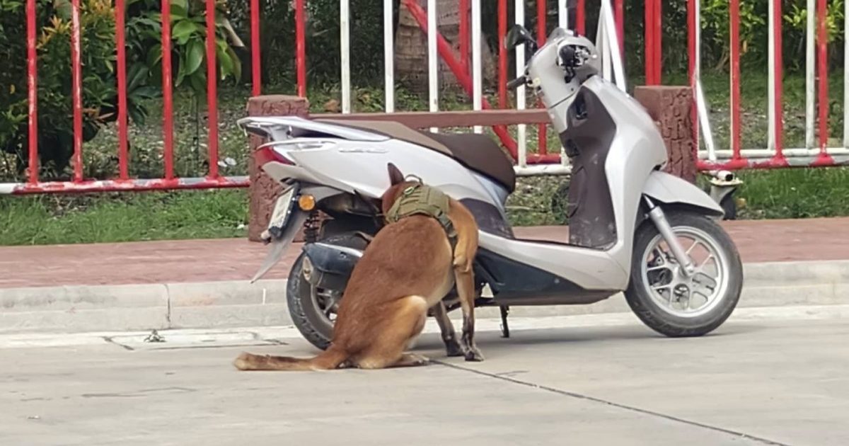 604951573_1186458570330616_2263503580988476855_n